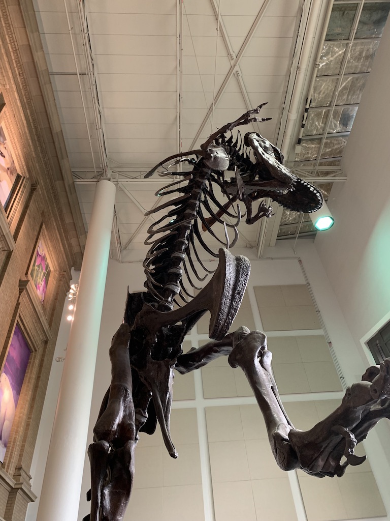 T-Rex skeleton at the Denver Museum of Nature and Science.  