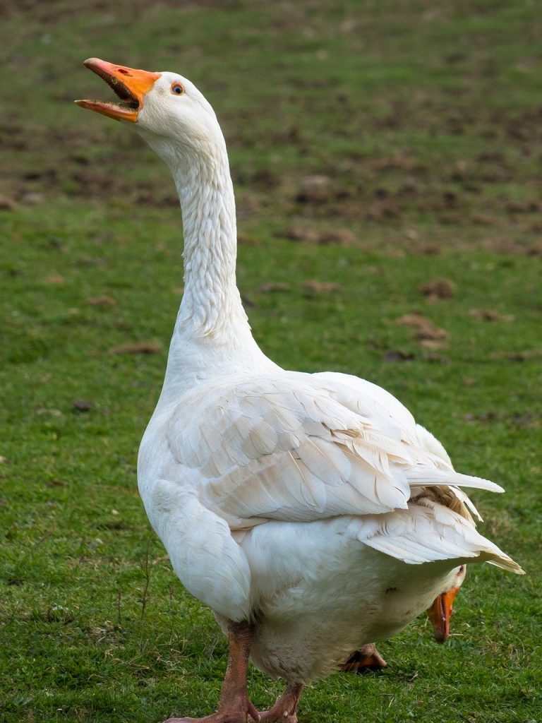 A white goose is shown on a field of green grass.  She appears to be complaining.  Some people just come to public to complain.  