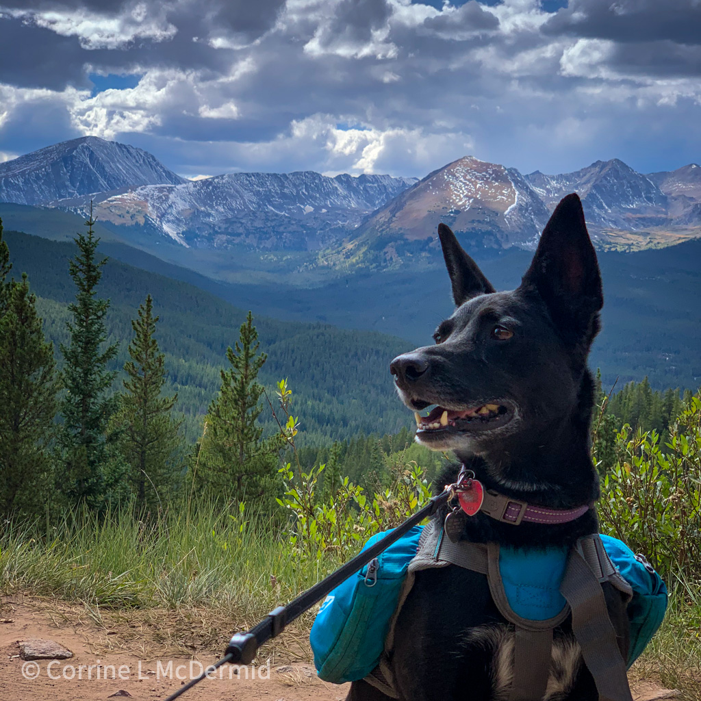 My pointy-eared black dog, with white around her muzzle, looks off to the side, sitting in front of a dramatic view of the Tenmile mountain range from Boreas Pass.  She wears a blue dog backpack.  