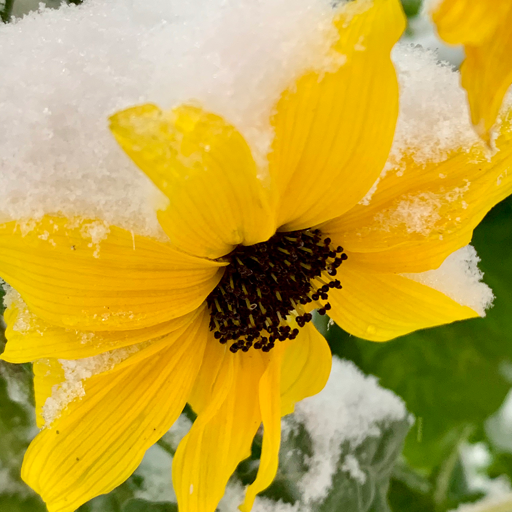 A close up of a sunflower covered in snow.  
