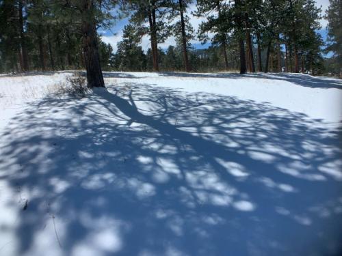 The shadow of a tree on the snow.  