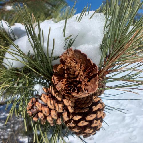 An eaten pinecone left on the tree.  