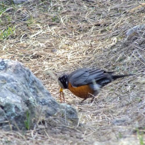 Robin Redbreast with a worm.  