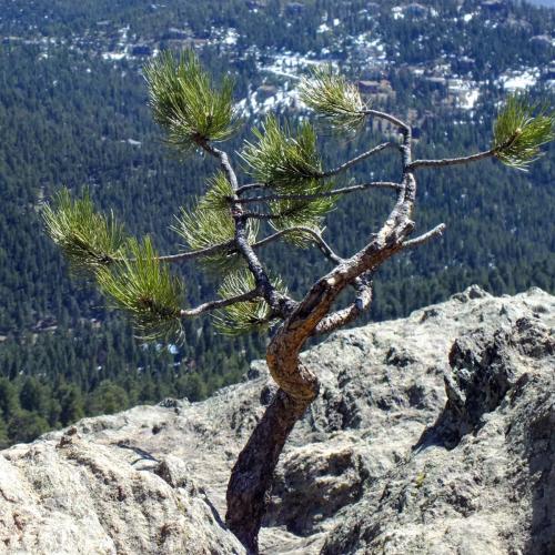 Pinus ponderosa or Ponderosa Pine growing from rock.