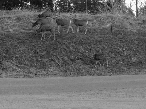 Deer off Buffalo Park Road.  