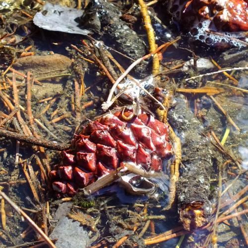 A spruce pinecone that turned red in the water.  