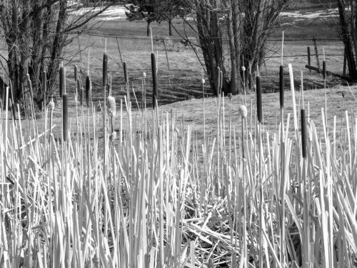 Cattails on the Path Between Evergreen High School and Wilmot Elementary.  