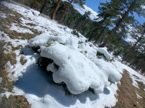 Snow sculpted over a Juniper bush.  