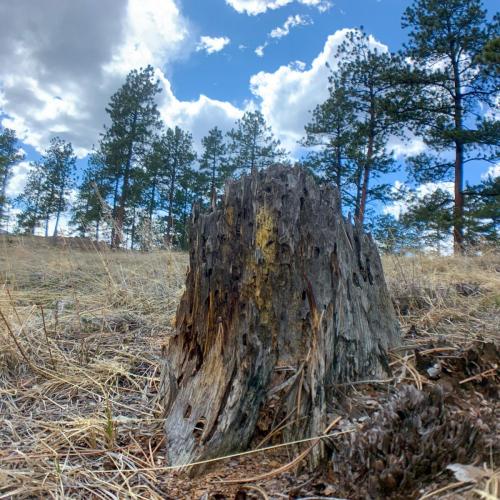 A weathered stump.  