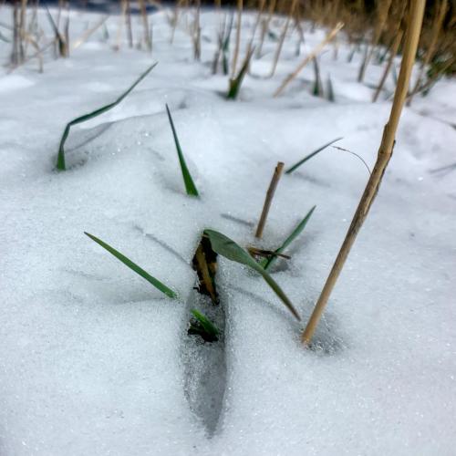 Green grass growing through snow.  